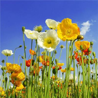 花语学园果盘版下载